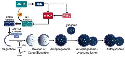 Modulating T Cell Responses via Autophagy: The Intrinsic Influence Controlling the Function of Both Antigen-Presenting Cells and T Cells